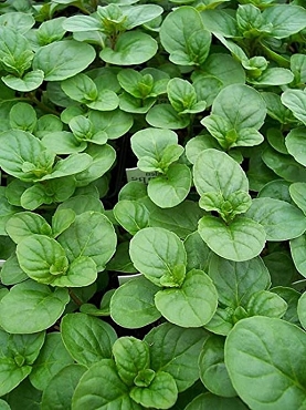 Mentha piperita citrata - Orange Mint